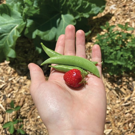 A New Food Forest, Reflection Space is a Collaborative Success Story, Created on a $15,000 Budget and Plenty of Sweat Equity